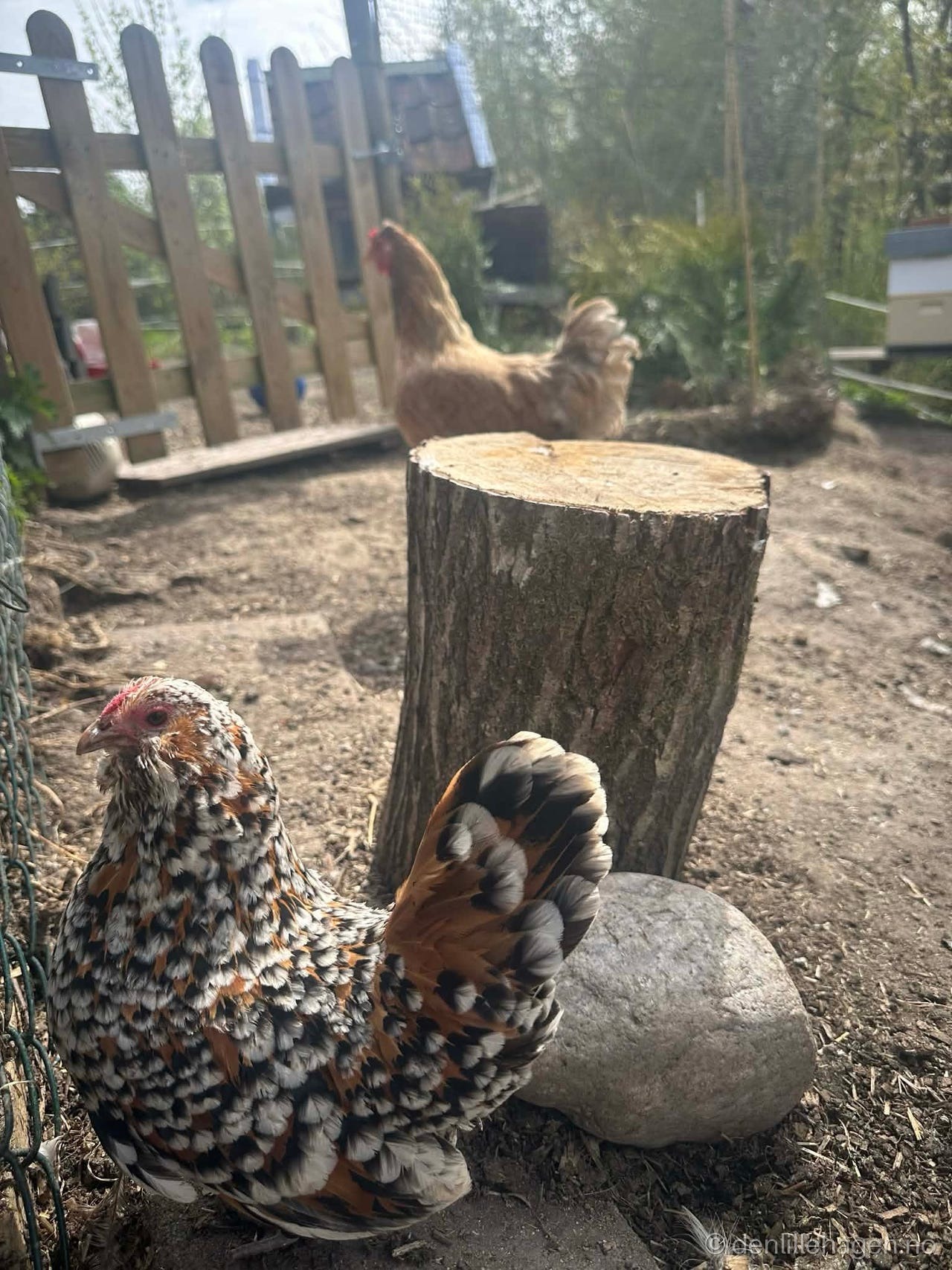 Skjegghøns 😍🐓
