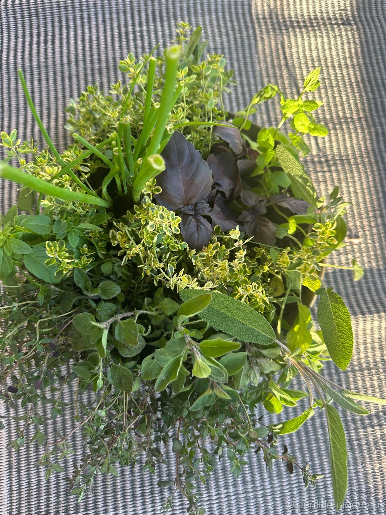 Stor urteplante i potte