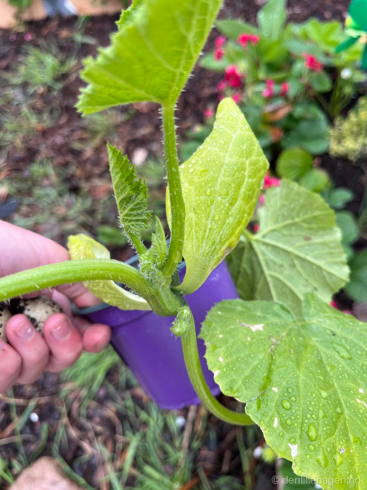 Squashplante i potte