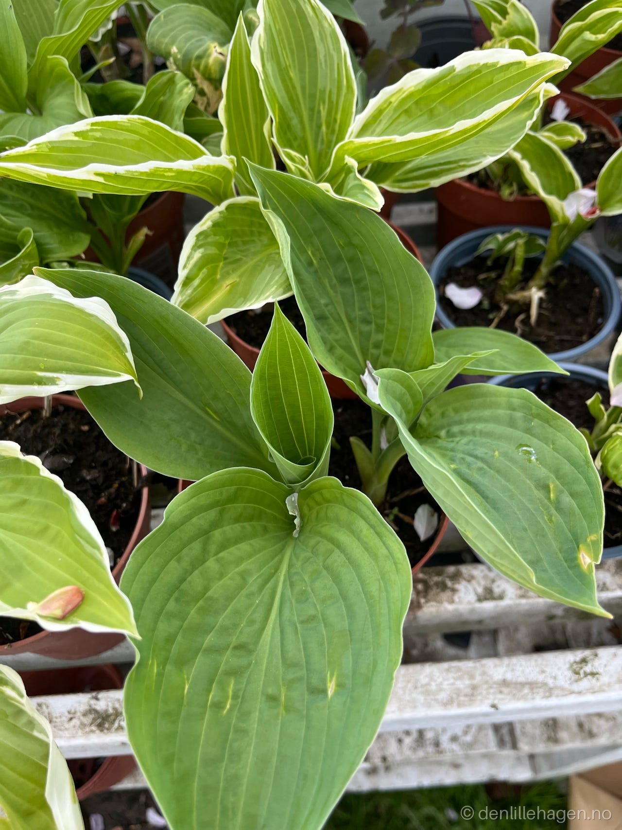 Hosta i potte grønn/hvit
