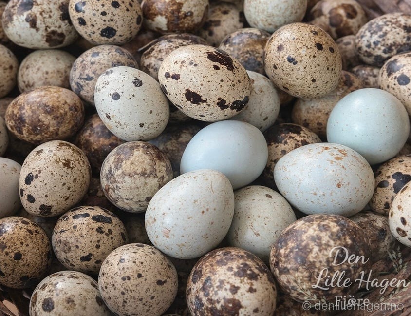 Vaktel Ruge egg fra Den lille hagen 😍celadon-jumbo 🐣🪺