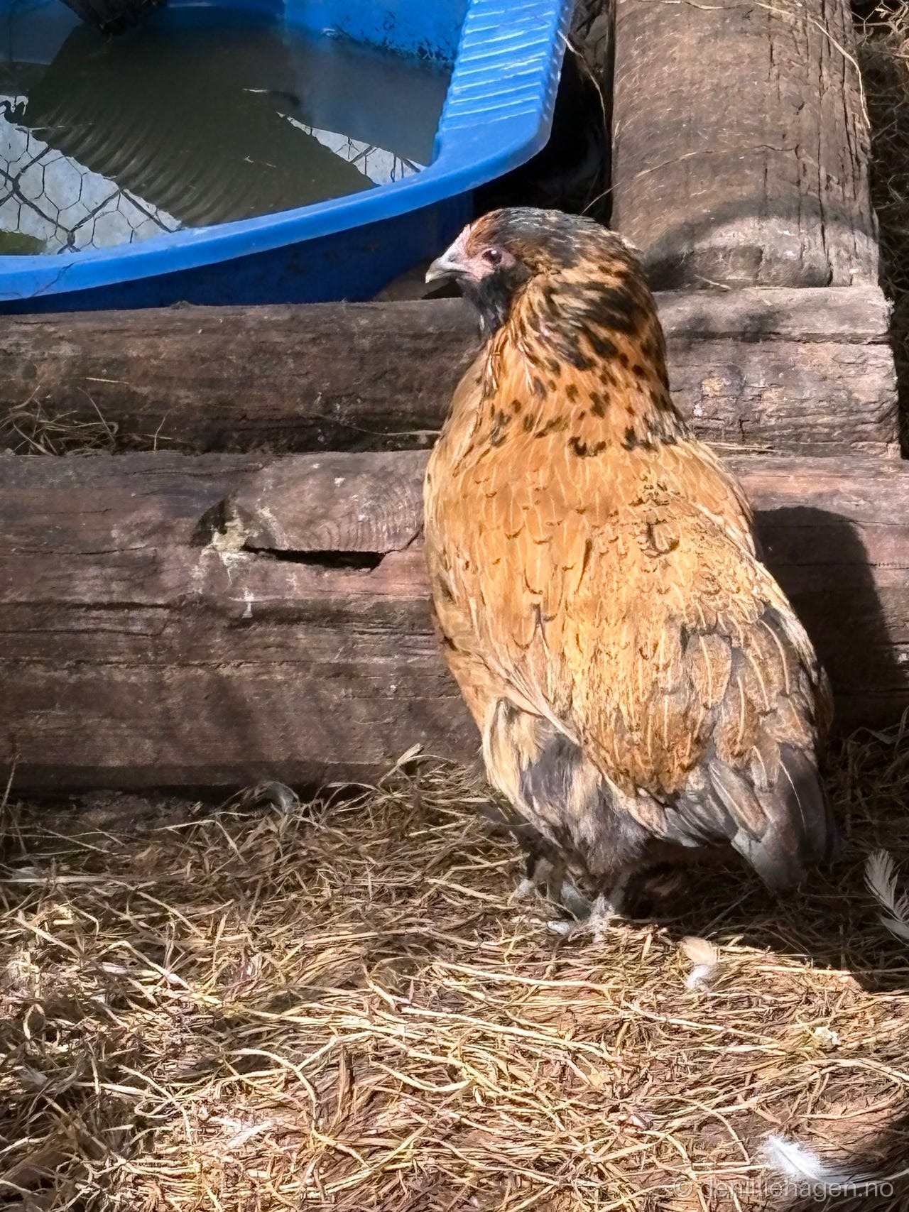 Verpe klare Ung høner 😍🐓🥚