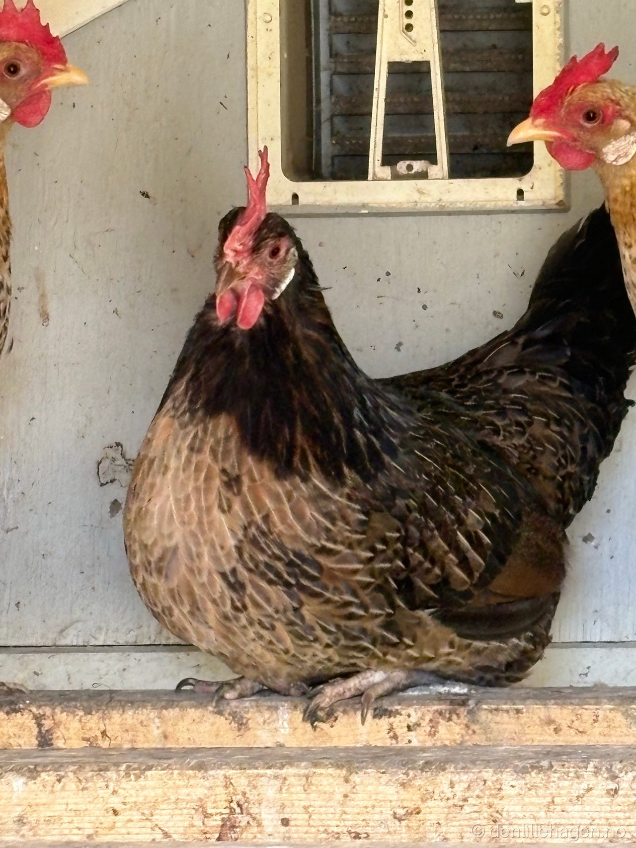 Islandshøne 😍🐓🥚