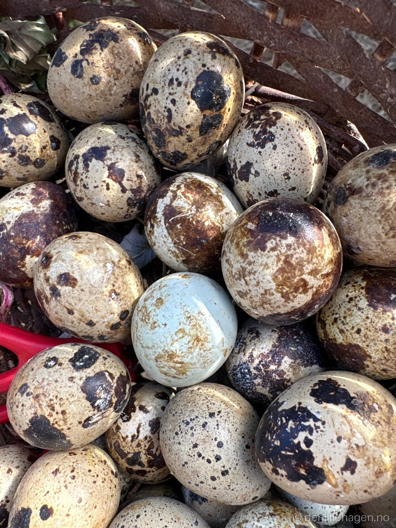 Rugeegg av vaktel 🥚🐦 ⬛