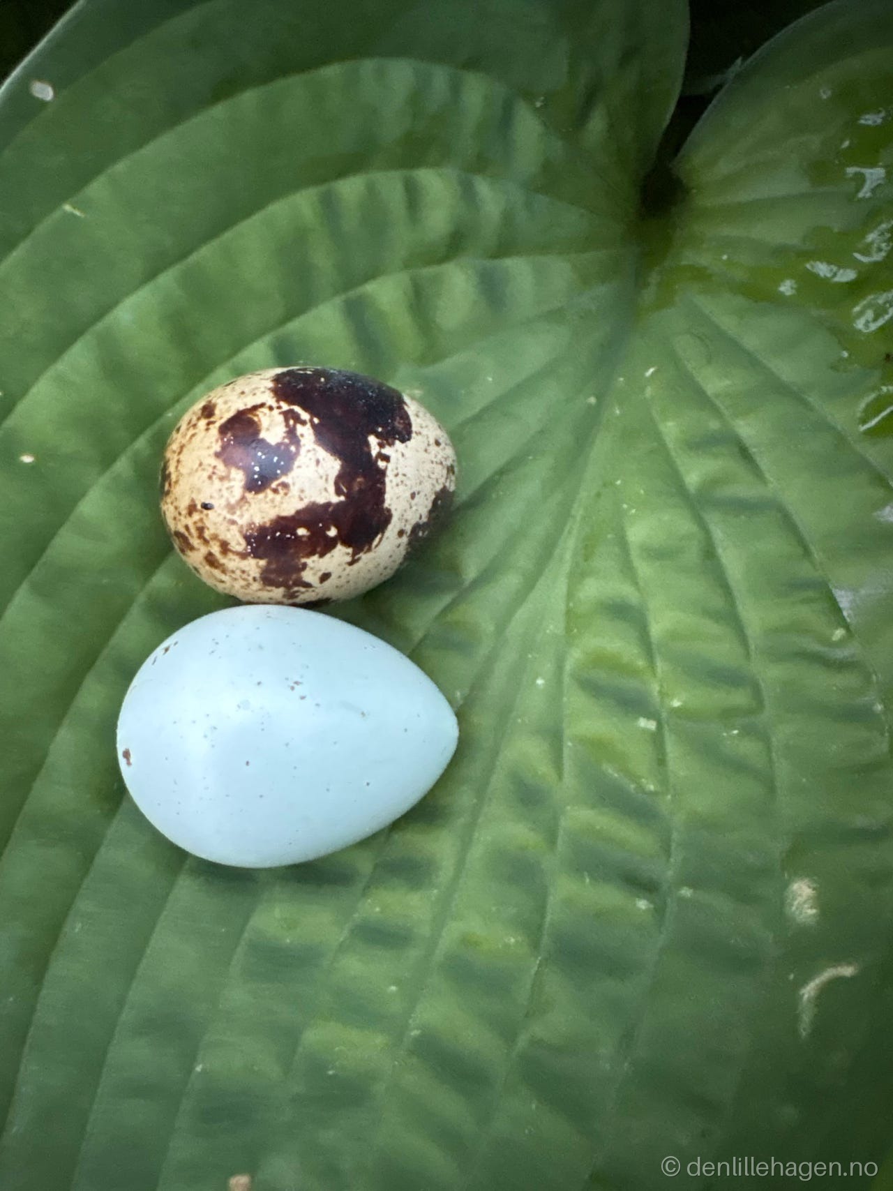 Økologisk vaktel egg 😍🥚😋