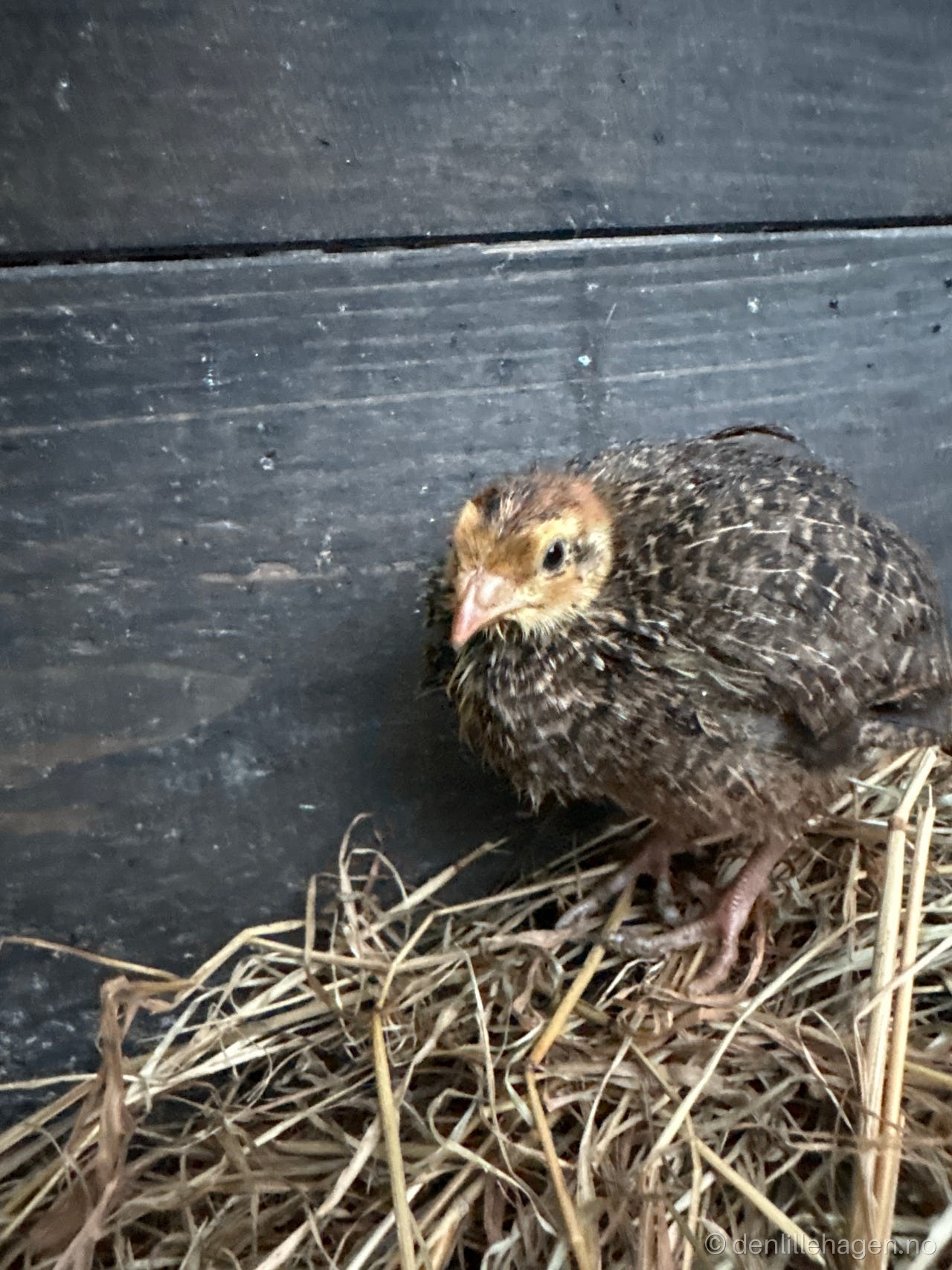 Vaktel kyllinger 🐥