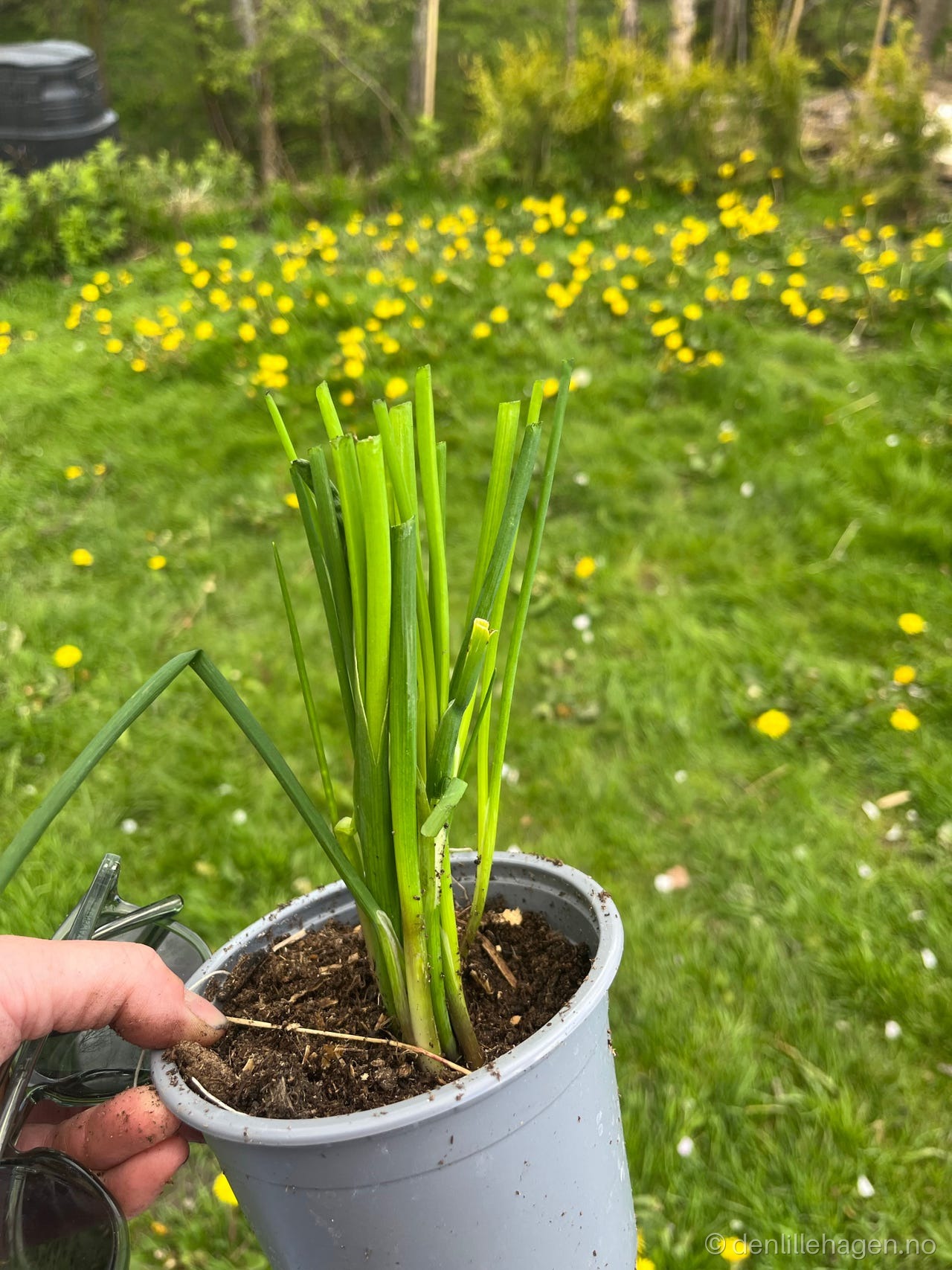 Gressløk fra denlillehagen 😍🌸🌿