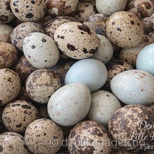 Vaktel-mategg🪺🥚12egg-45kr🐦 ⬛🌸