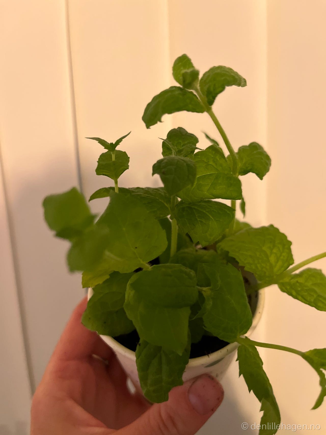 Cuba mynte- Mentha villosa 🌿😍