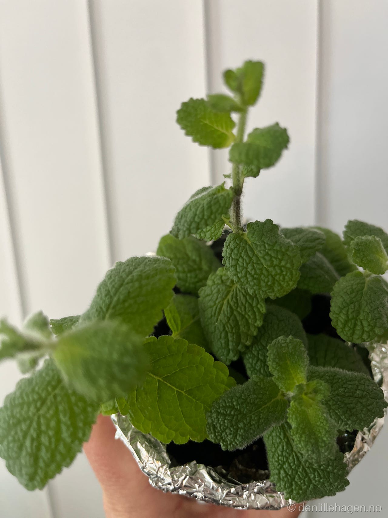 Eplemynte fra den Lillehagen 🌸🌱💕