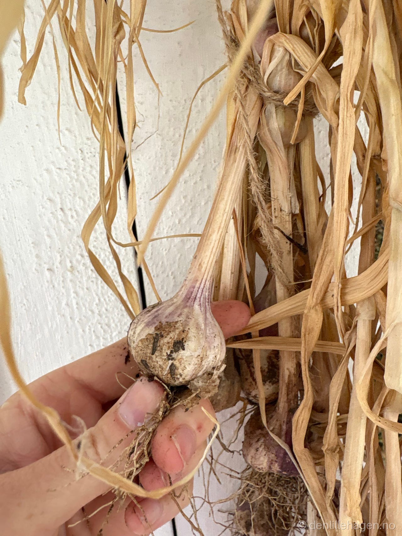 Sette hvitløk 🌱🧄