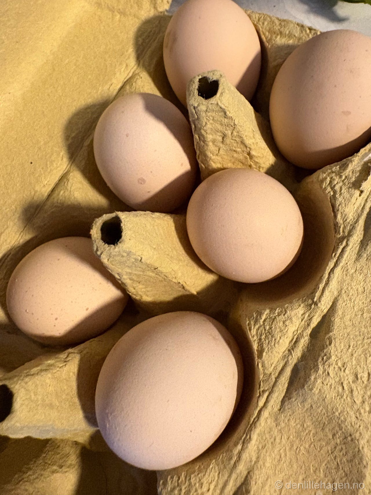 Egg 🥚 økologisk foret 💕🌸